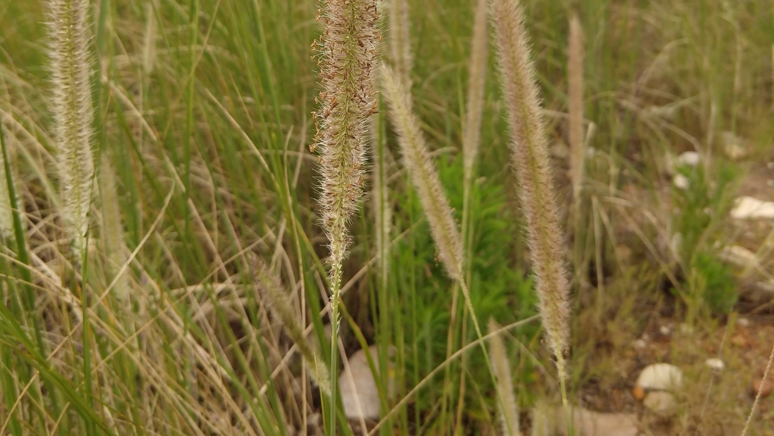 Image - african feather grass