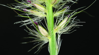 Image of a closeup view of an african feather grass plant