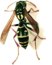 Image - wasp