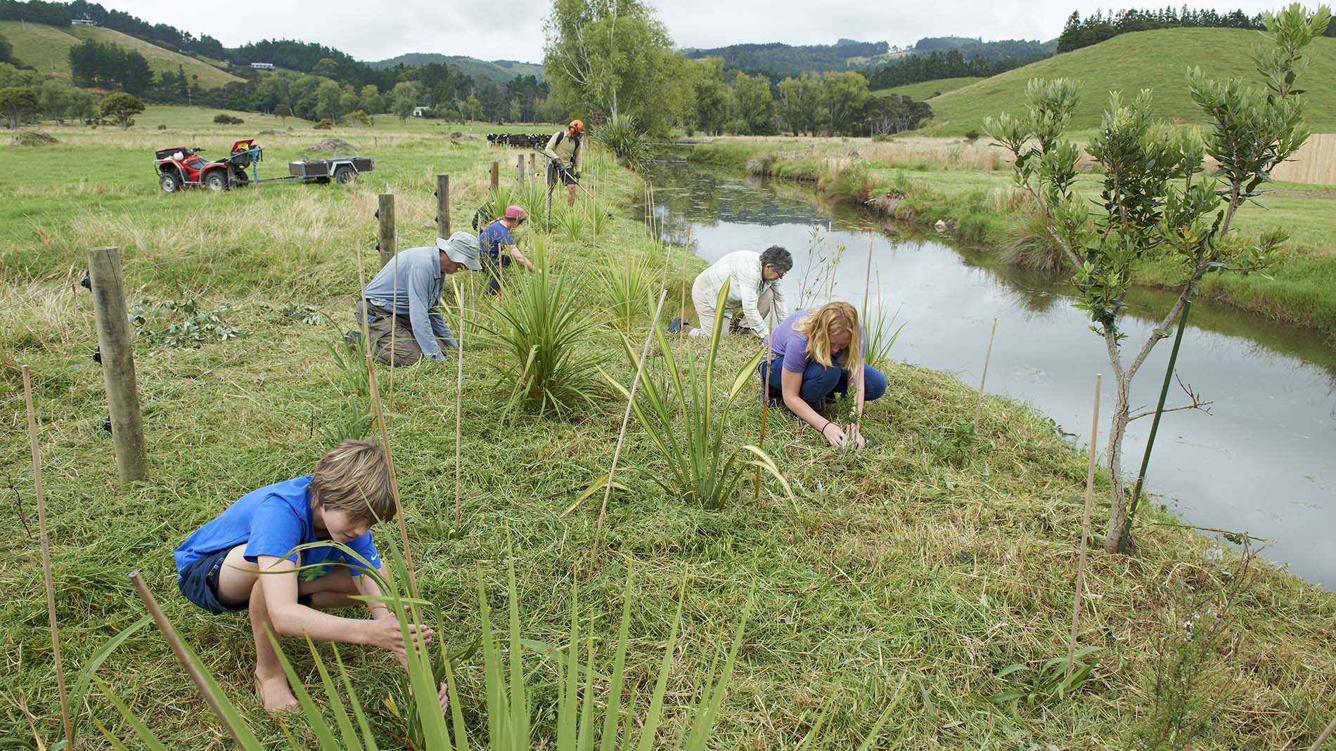 Image - photo of riparian planting