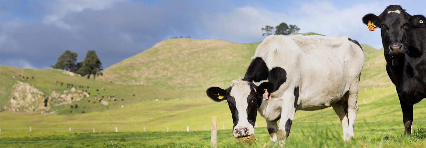 Image - milking cows grazing in a field