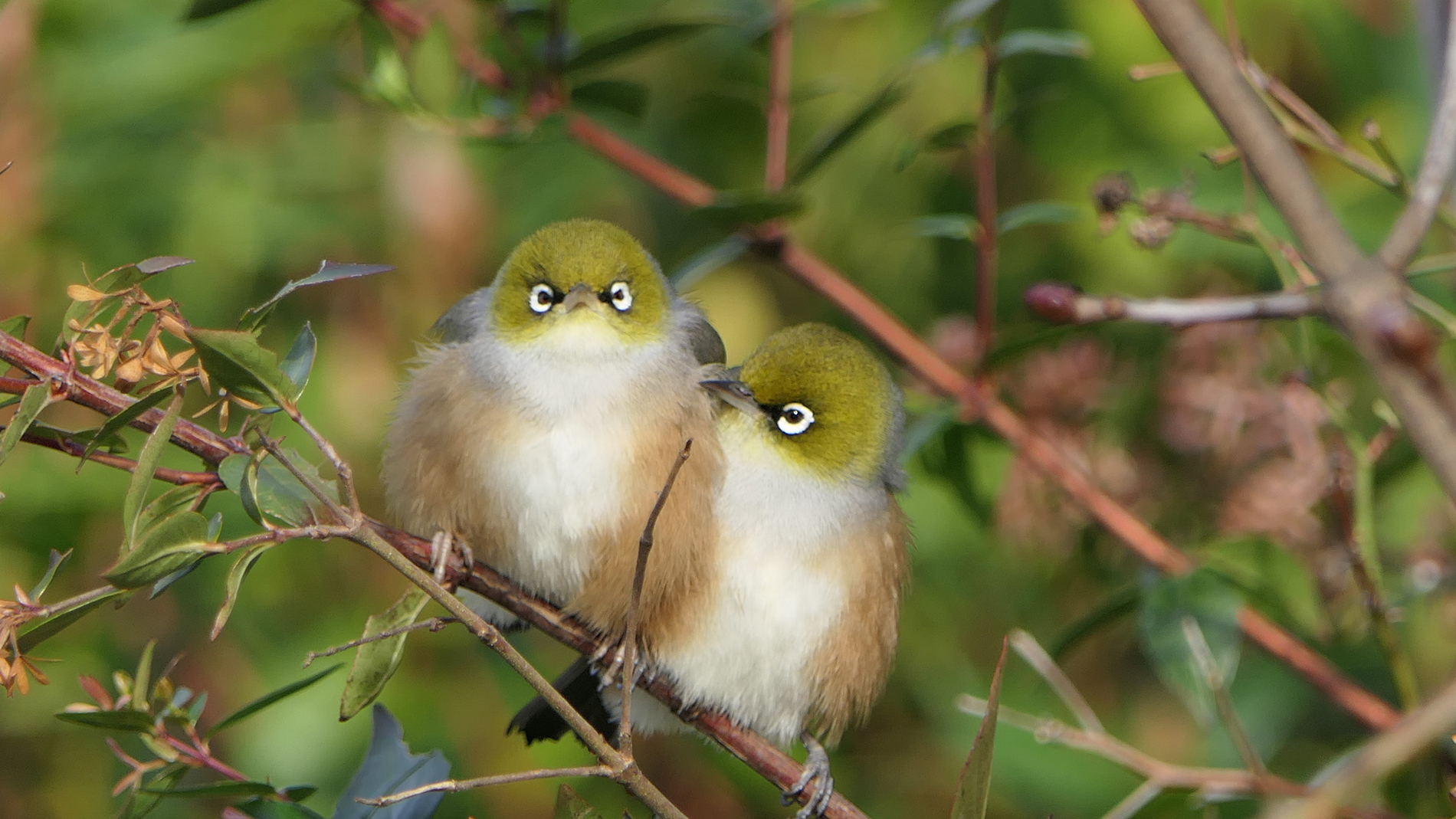 Image of two waxeye birds sitting on a branch