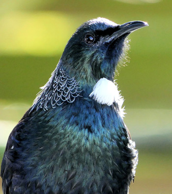 Close up image of a Tūī