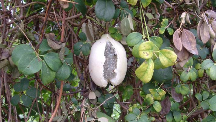 Image - Chocolate vine