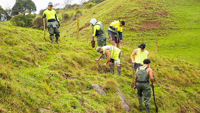 Pūnui River Care had a contract for 80,000 plants as part of Clean Streams 2020.