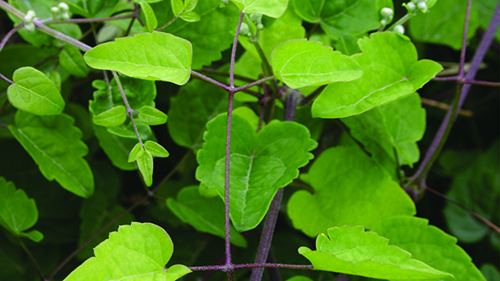 Image - Old man's beard