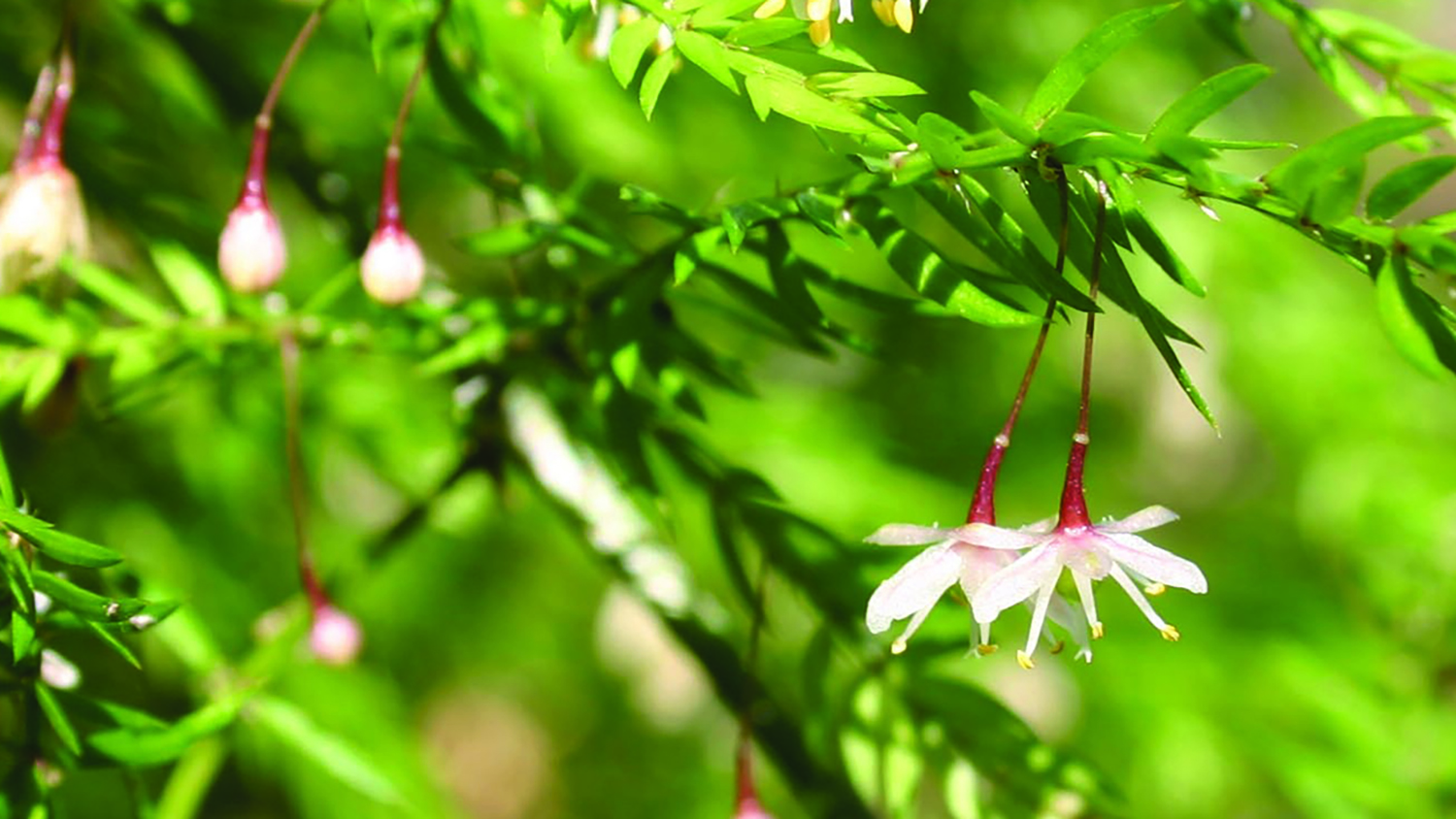 Image - Climbing asparagus