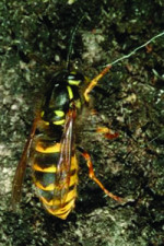 Image of a common black and yellow wasp sitting on a rock