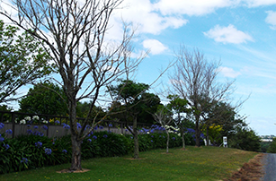 Dutch elm disease