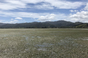 Coromandel Harbour  Awakanae Stream