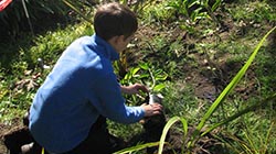 Students planting at an Enviroschools garden day