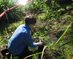 Image of a boy planting a plant in the ground