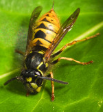 Image of a German black and yellow wasp sitting on a leaf
