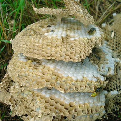 Image of the inside of a german wasp nest