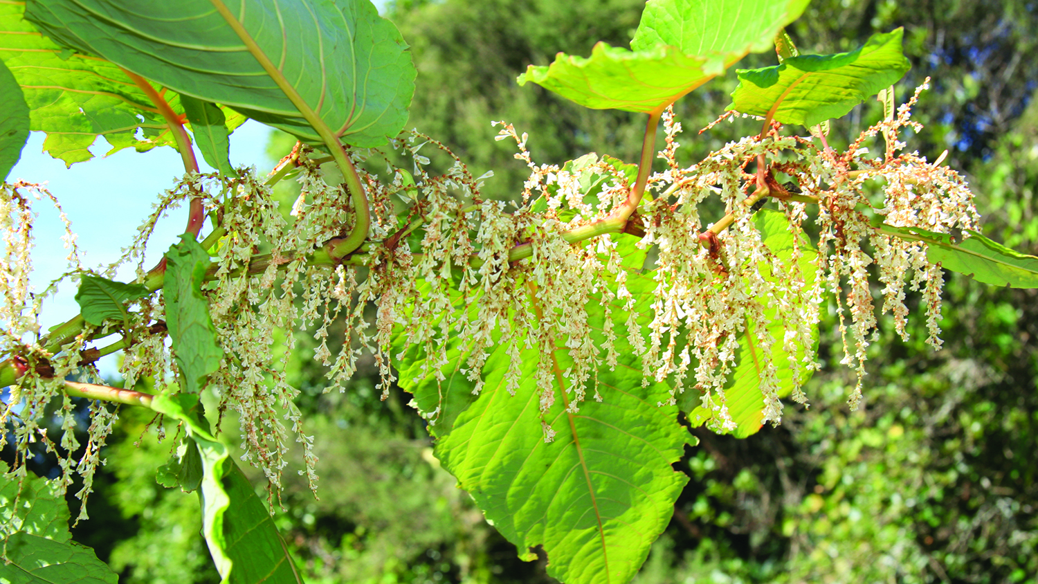 Image - Giant knotweed