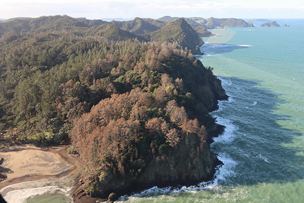 Image - wilding pines in Coromandel