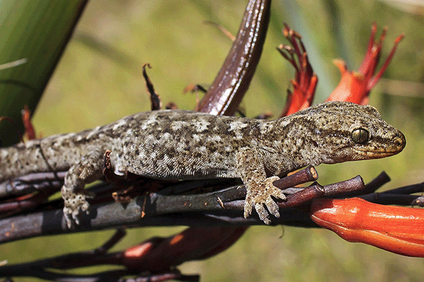 Image - photo of gecko