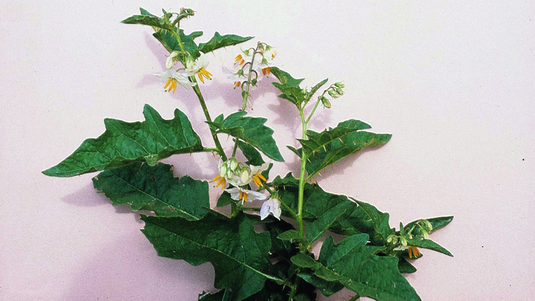 Image of a pest plant called horse nettle
