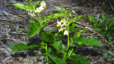 Close up image of horse nettle