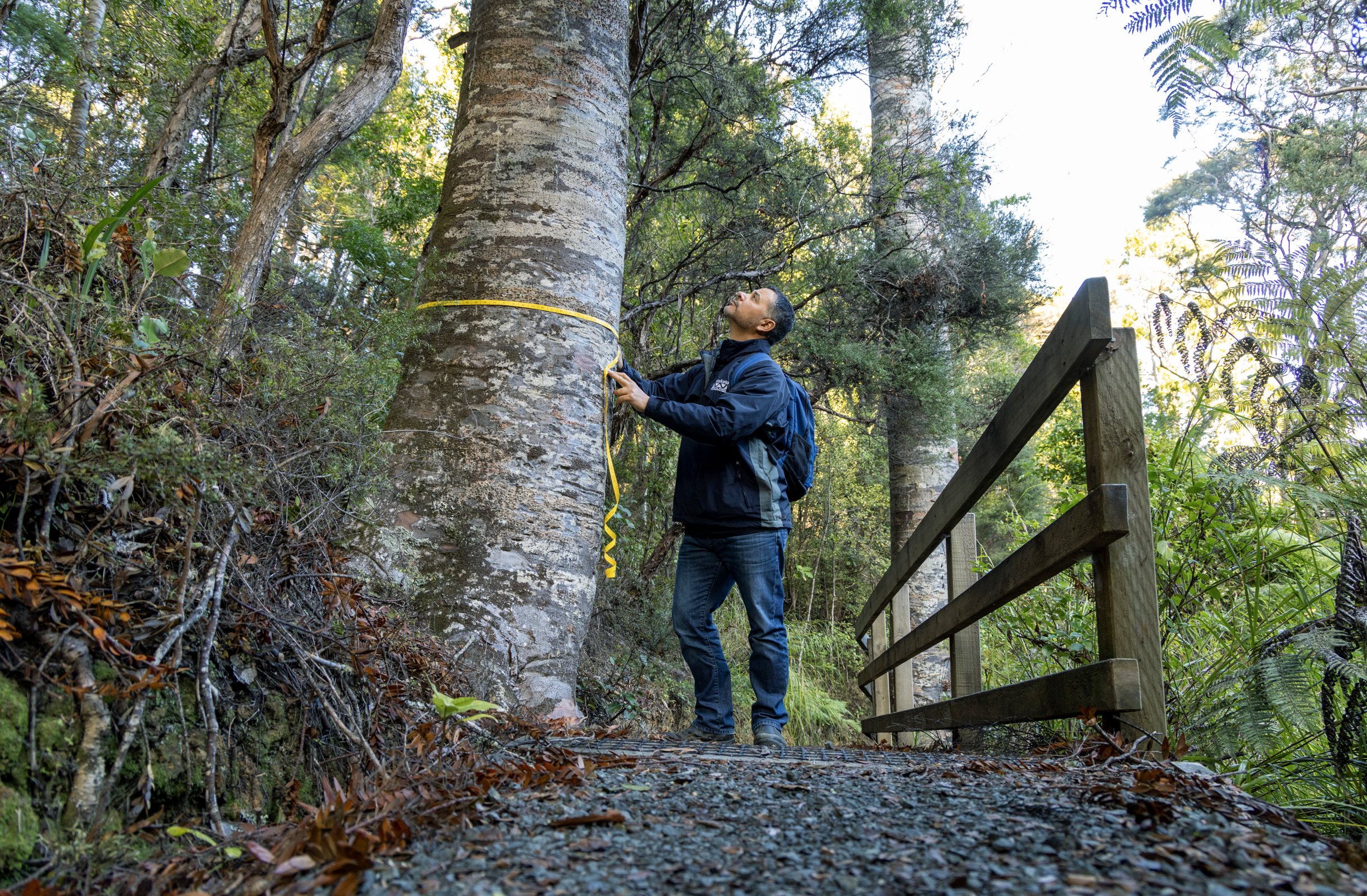 Image of someone measuring a Kauri tree