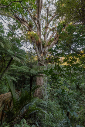 Image of thriving kauri tree