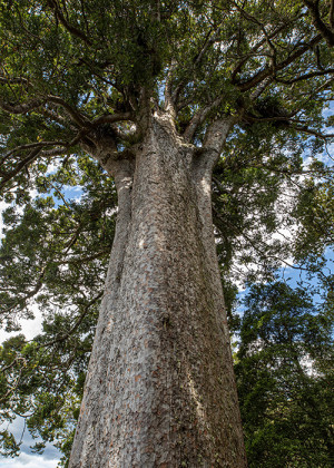 Close up image of a kauri tree