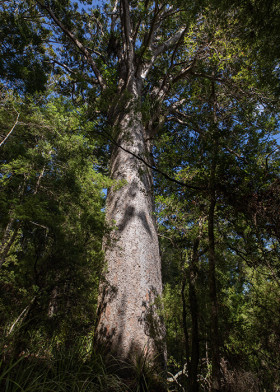 Image of a close up of a Kauri tree