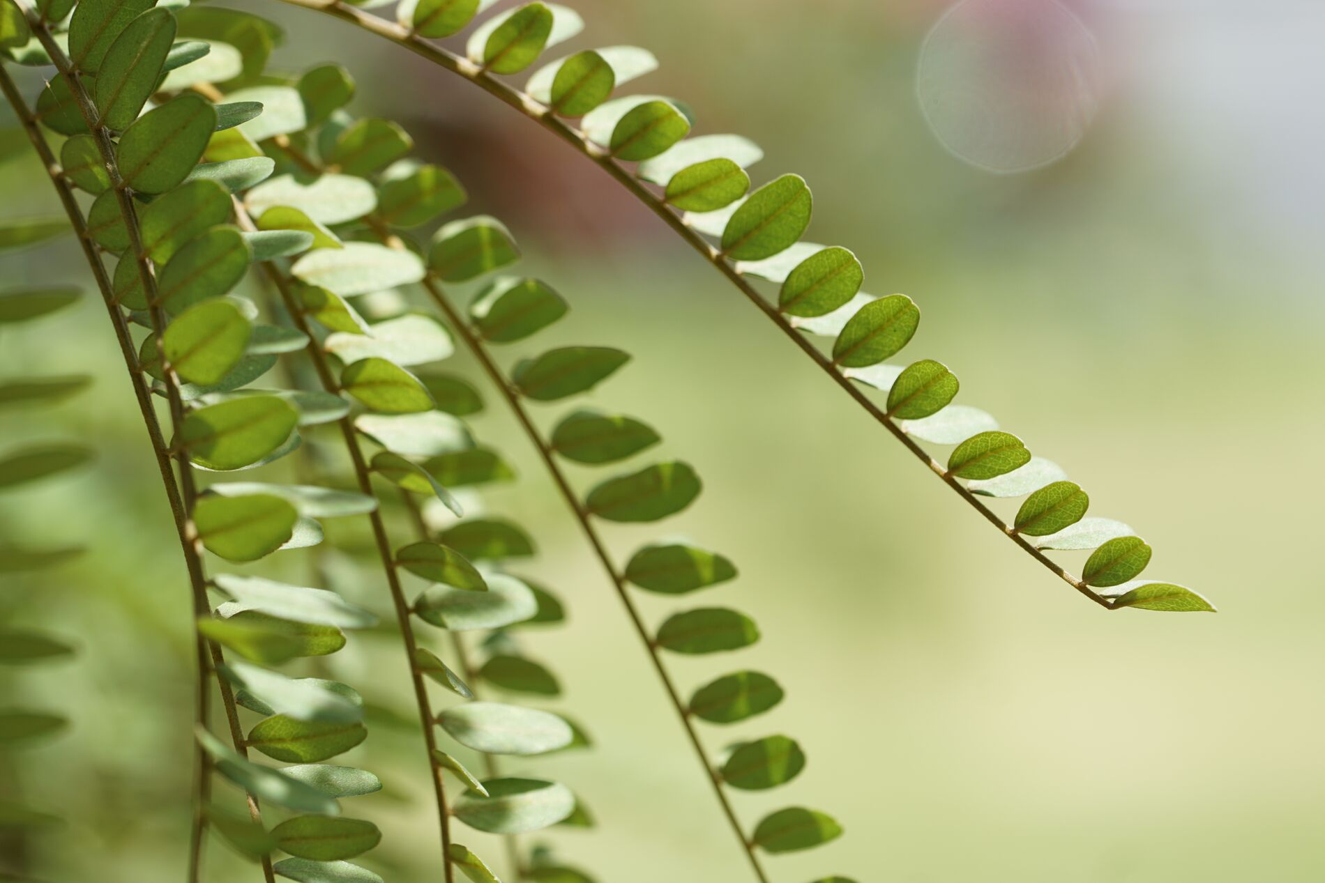 Image of close of picture of Kōwhai leaves