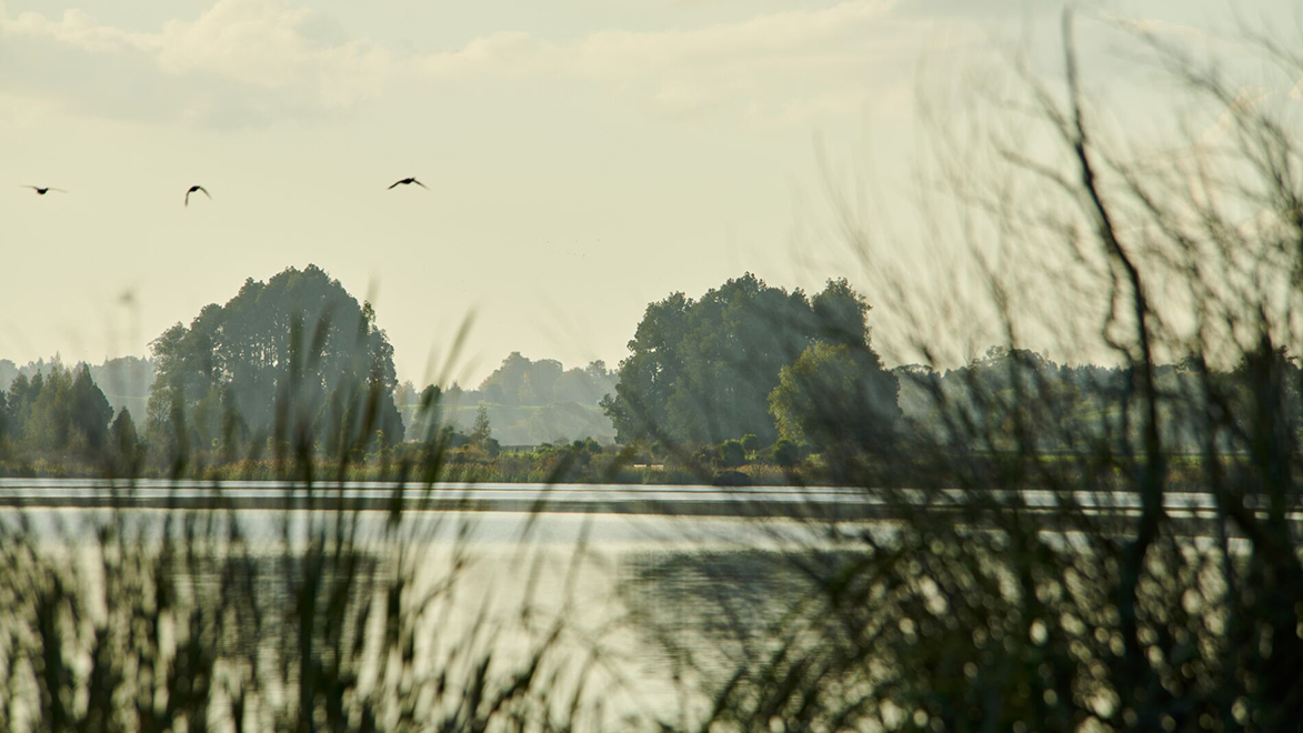 Image of a lake peaking through some grass