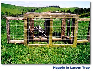 Image of a larsen trap
