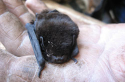 Long-tailed bat