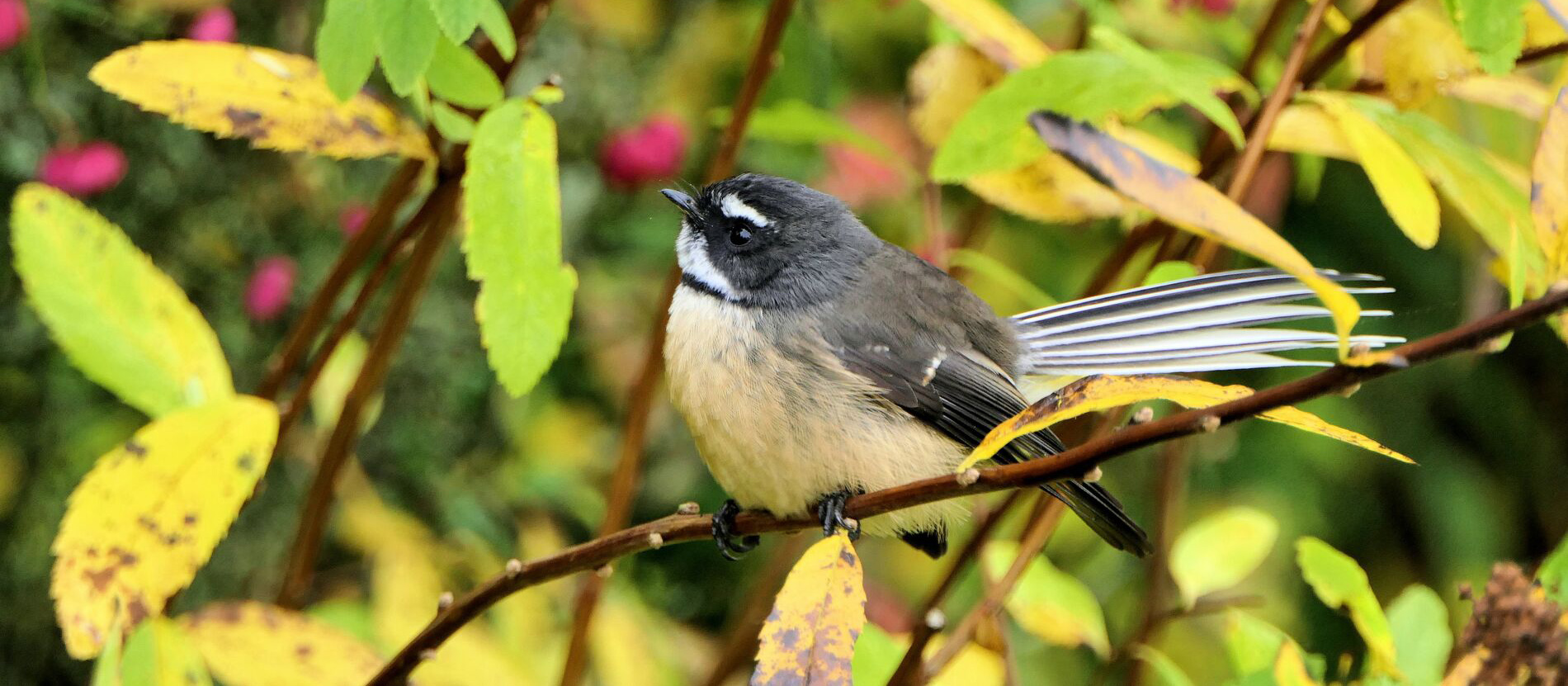 Image of a piwakawaka on a branch