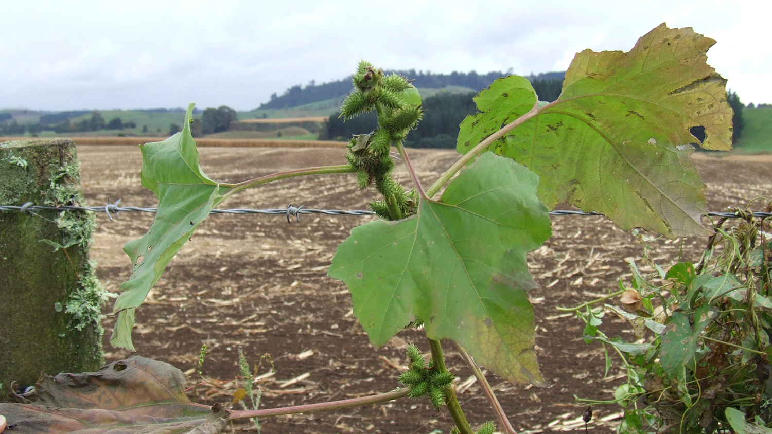 Image - Noogoora bur