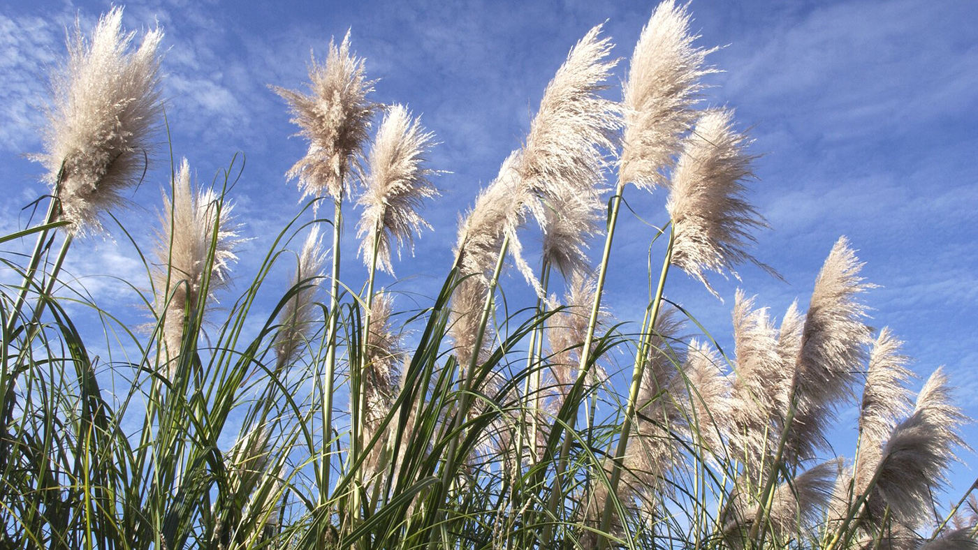 Image - Pampas grass