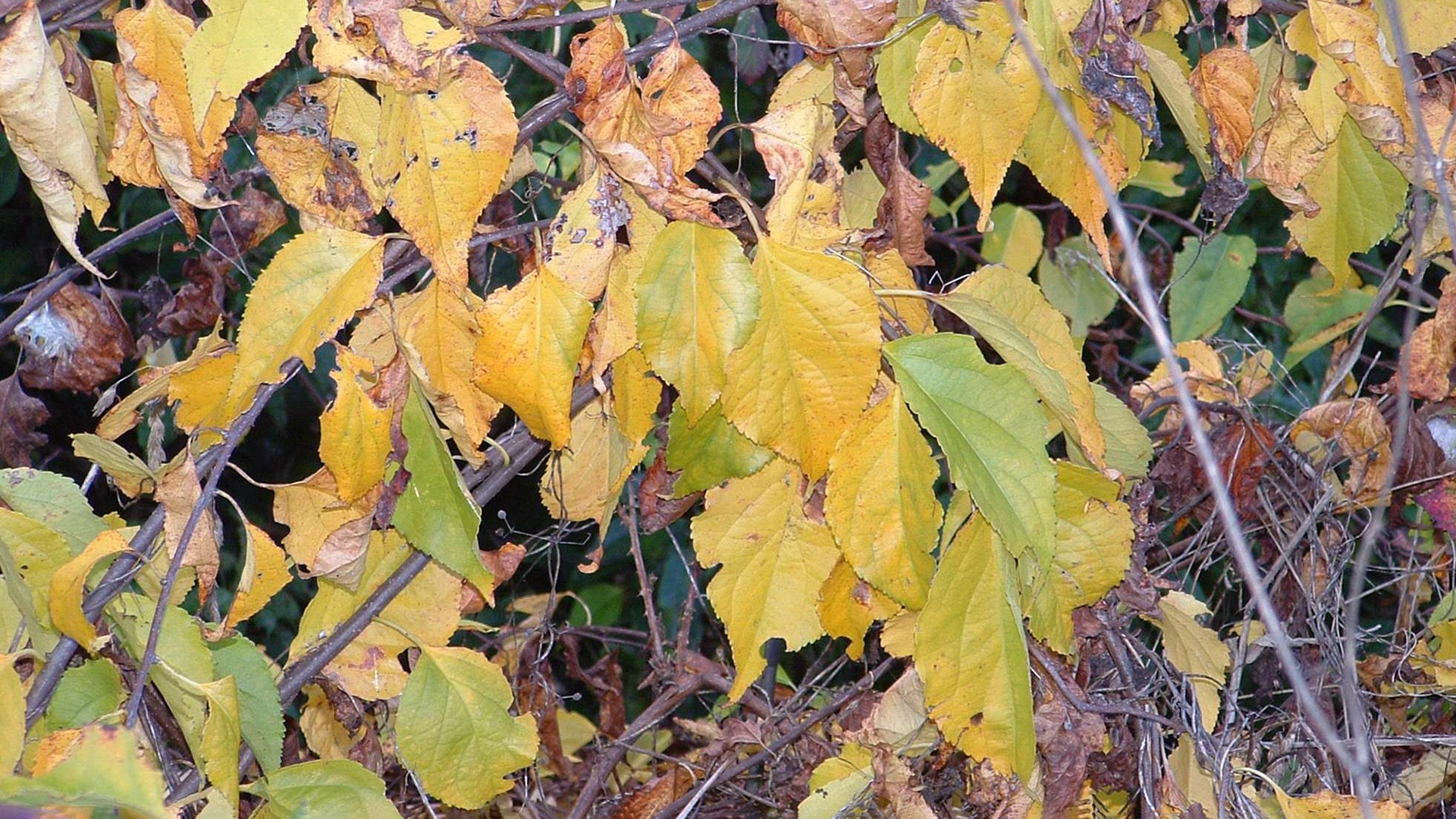 Close up shot of the yellow/green leaves of the climbing spindle berry plant