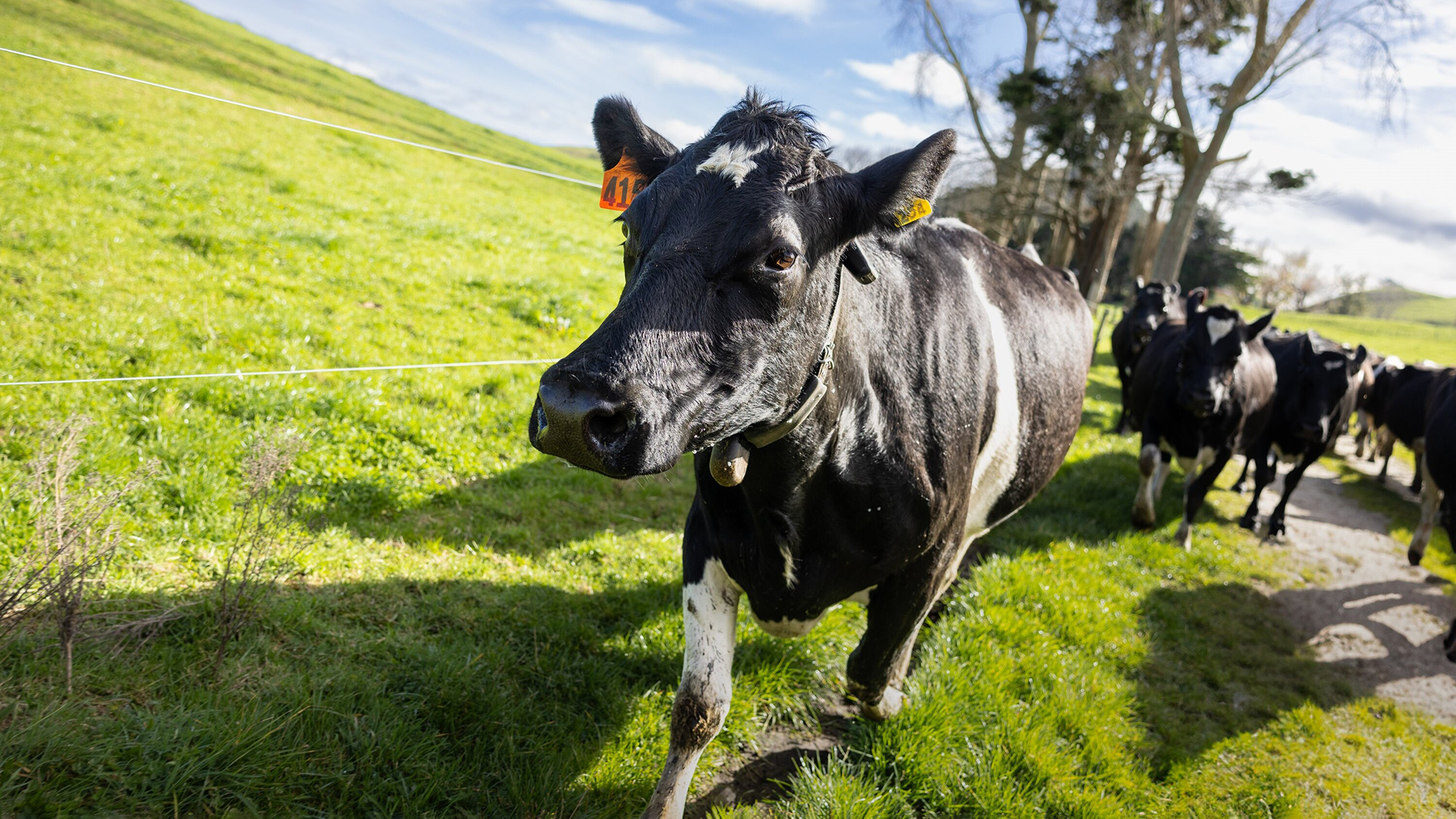 Close up of a fresian cow's face running up the race on a sunny afternoon