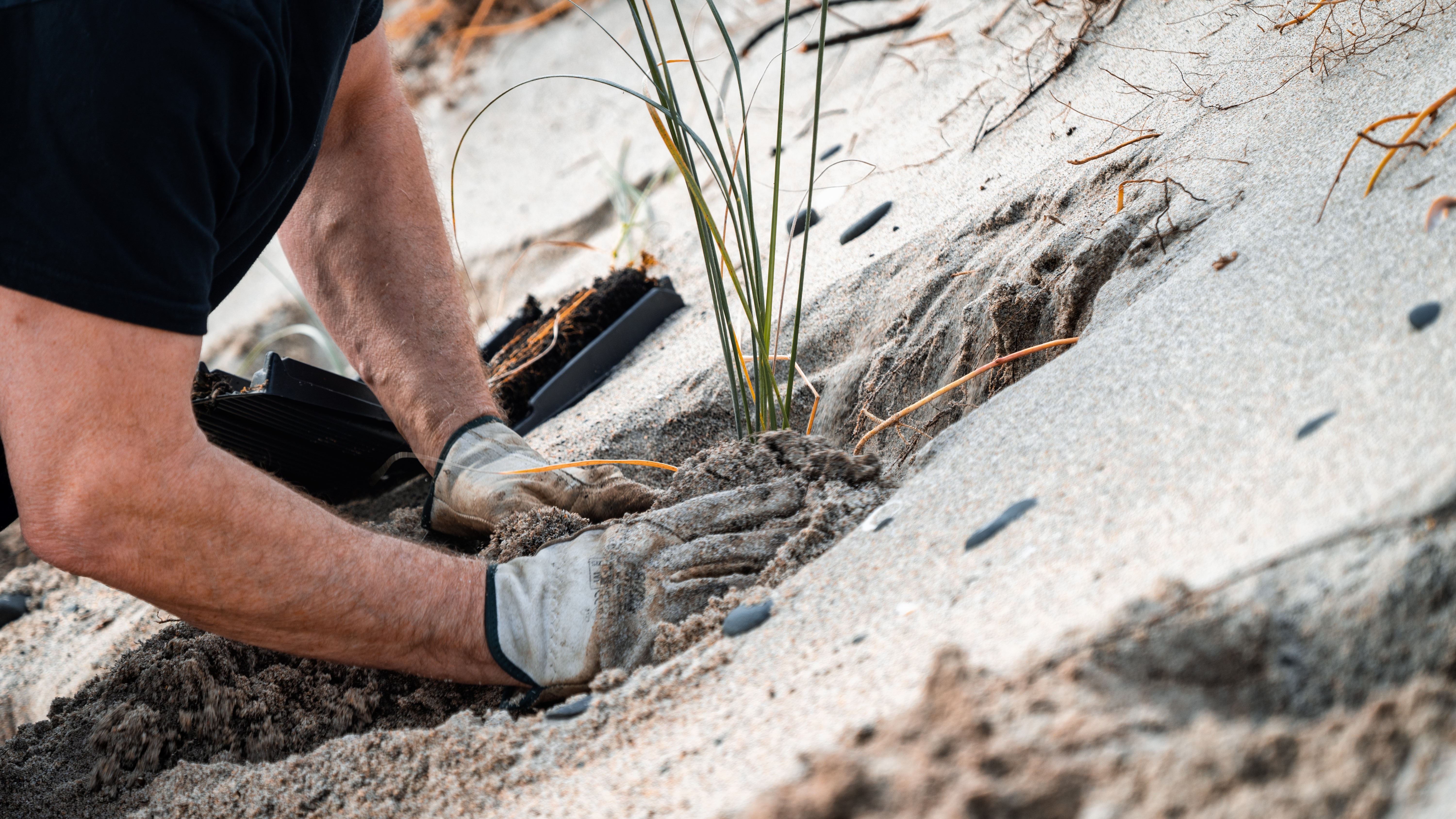 Planting native species on the coast