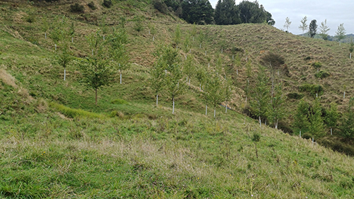 Image of a hill with new planting