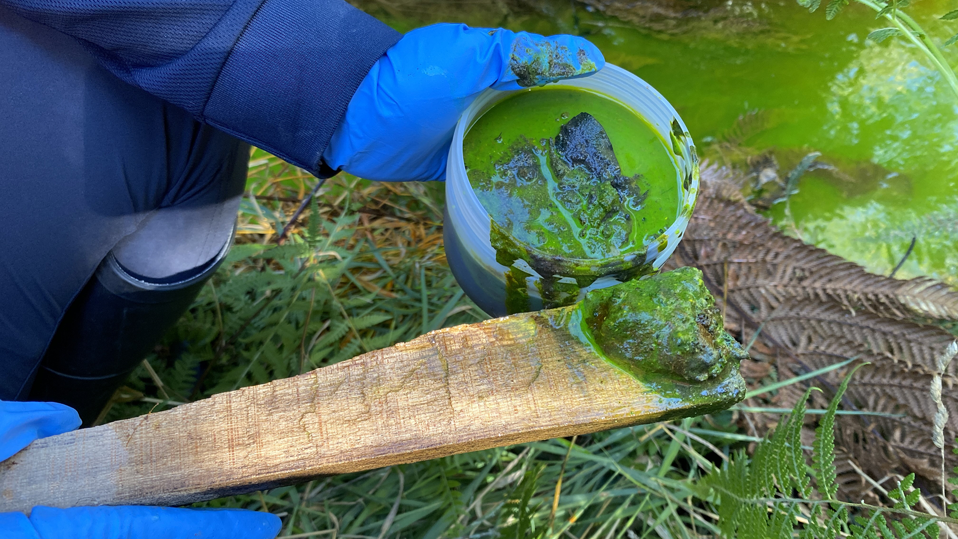 Green sludge pollutant scooped out of a waterway