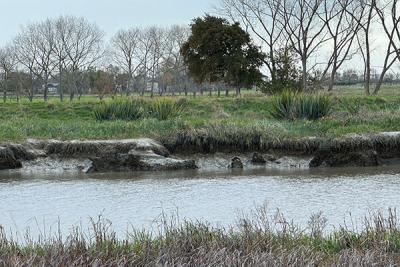 Stabilisation work on Piako River right bank erosion