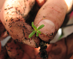 Image of a seedling between two fingers