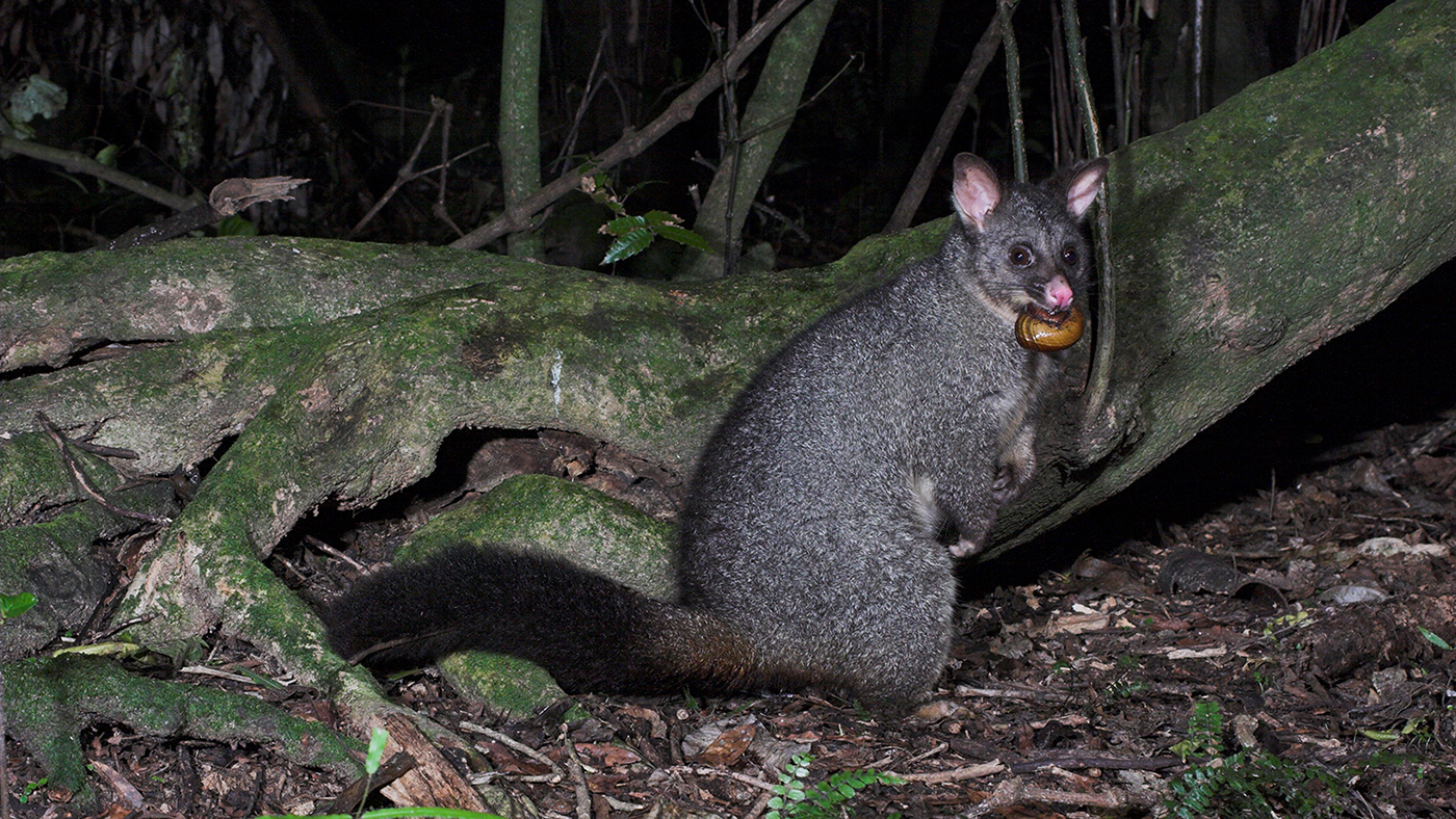 Image of possum predating on a snail