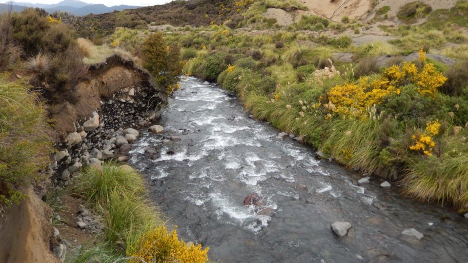Image of broom by stream