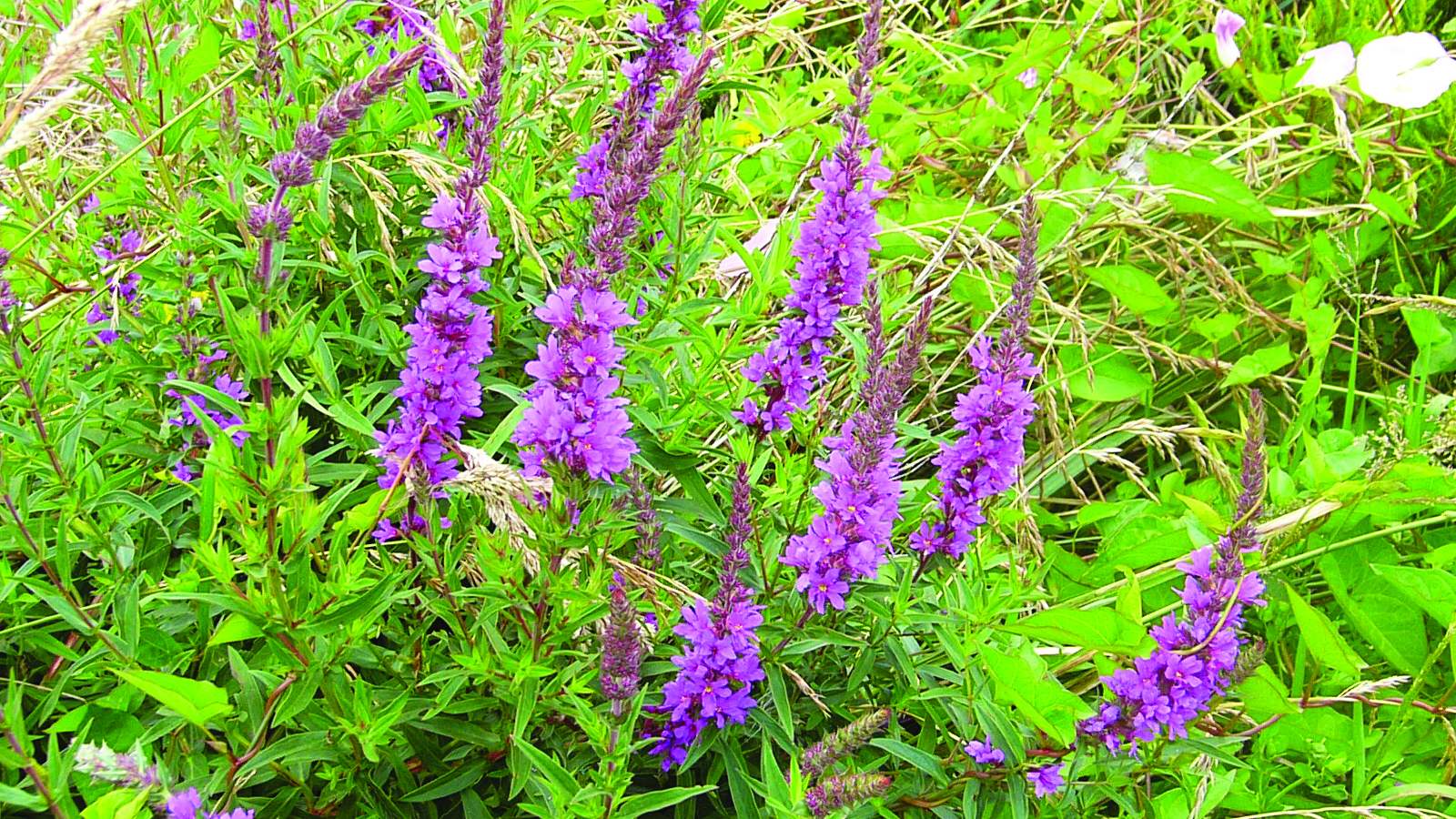 Image of purple loosestrife