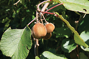 Wild kiwifruit