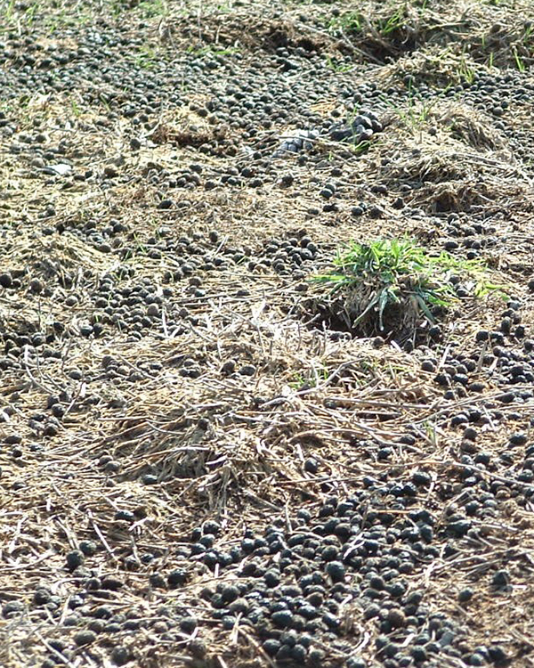 Image of rabbit droppings on a field