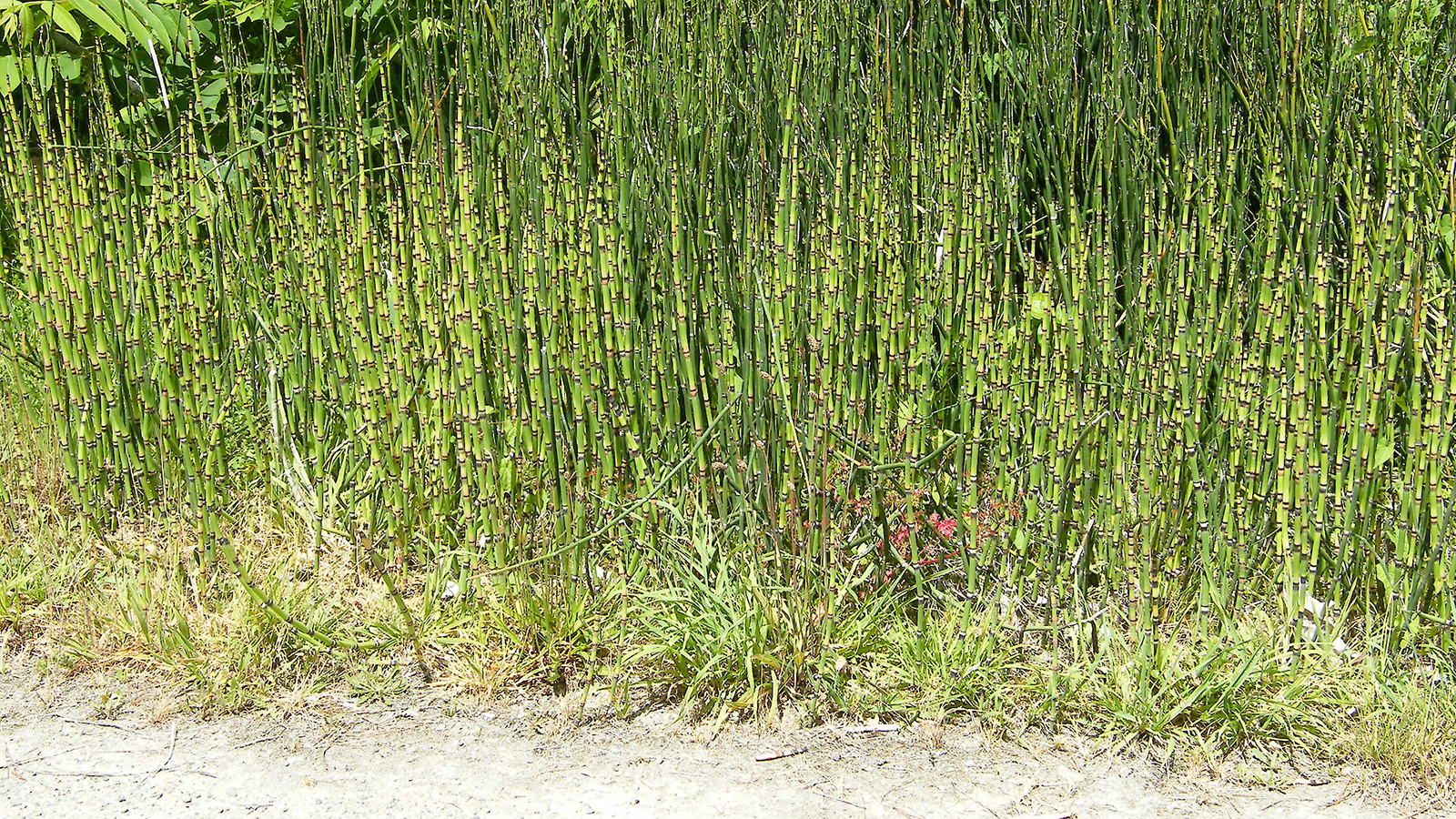 Image of rough horsetail