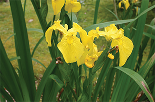 Yellow flag iris