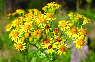 Ragwort