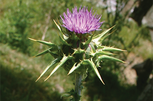 Thistle